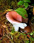 dr_pink-top mushroom (digital).JPG